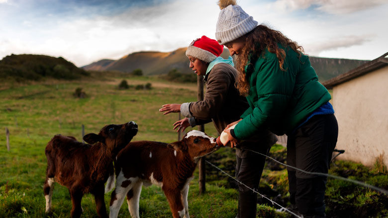 Dos chicas acariciando y jugando con dos becerros. De fondo un hermoso paisaje con montañas y campos verdes en Pifo, Ecuador.