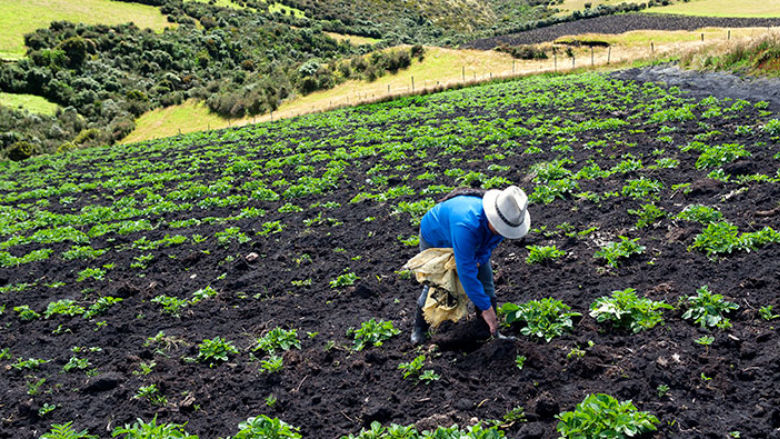 Comunera de Pifo cultivando la tierra.