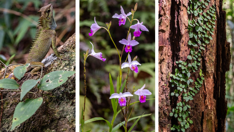 Bach Ma National Park is a natural gem teeming with a vibrant biodiversity