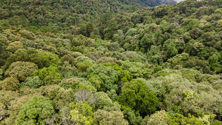 Bach Ma National Park in central Viet Nam, which stretches over 37,000 ha, was recognized as an ASEAN Heritage Park in 2022. 
