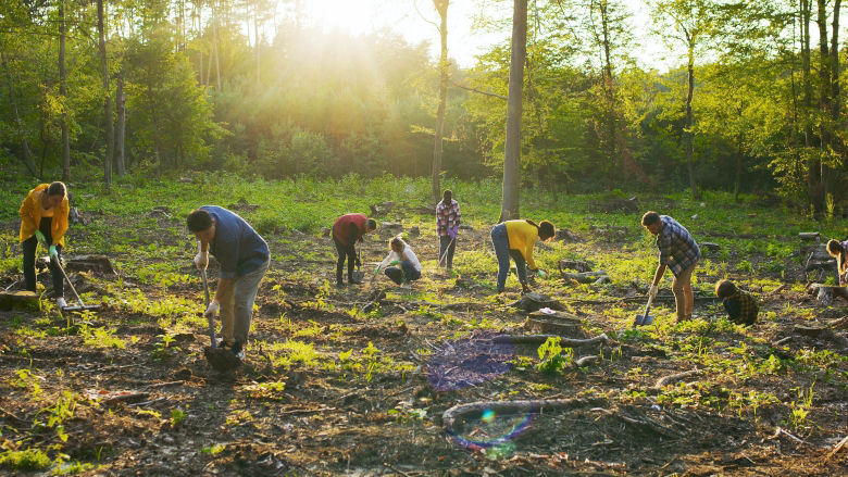 Group of multicultural happy eco activists plants tree at sunset. 