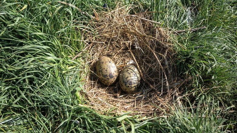 Two Velvet Scoter eggs laid in a grassy area near Tabatskuri Lake in Georgia