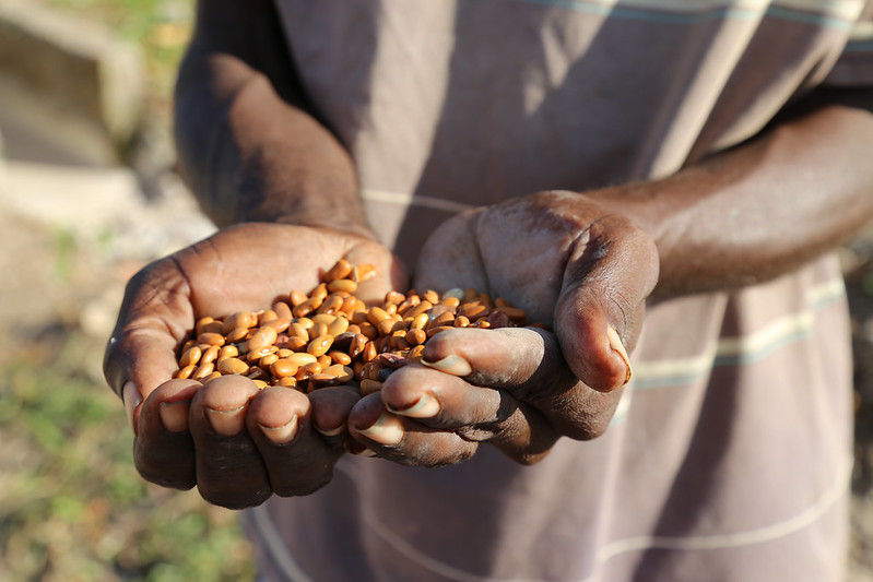 Haitian farmer's hands holding corn seeds