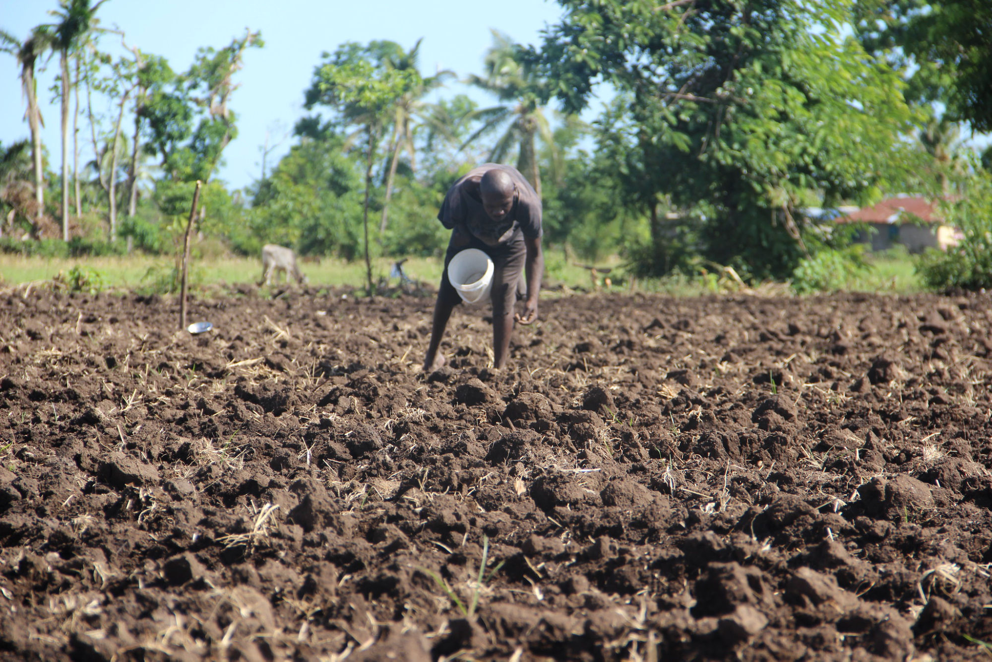 A farmer in Haiti
