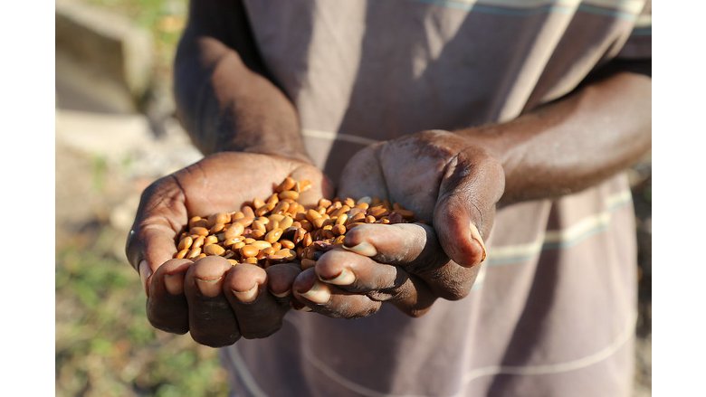 Haitian farmer's hands holding corn seeds
