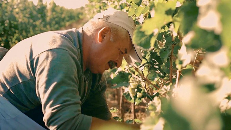 Man harvesting grapes in a vineyard