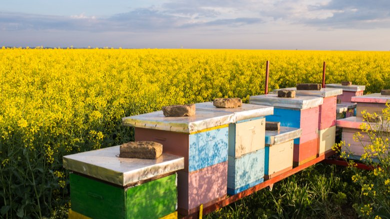 Colorful beehives in the field full of yellow flowers by Fotokostic from Shutterstock