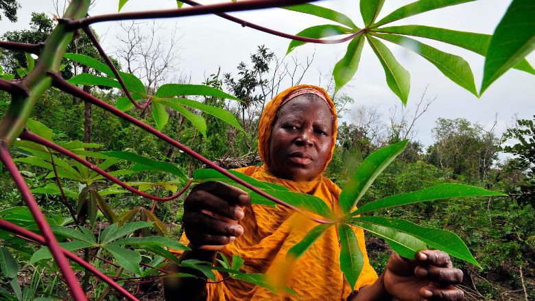 A cassava farmer in Ghana's Northern Region.