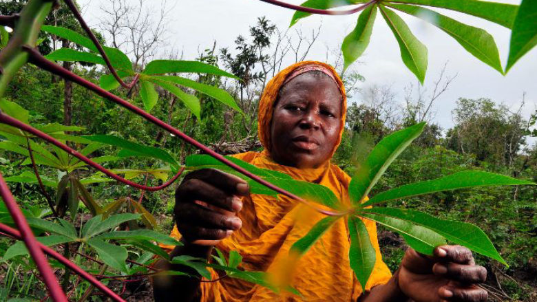 A cassava farmer in Ghana's Northern Region.