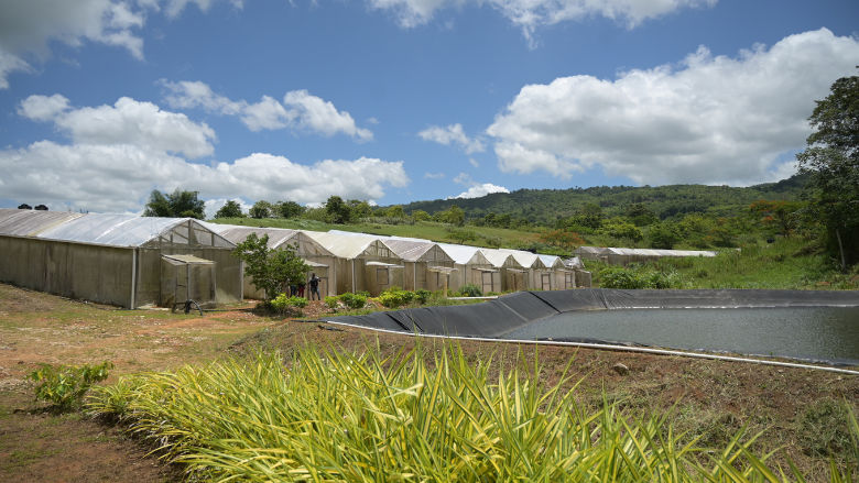 Agriconnect Jamaica
