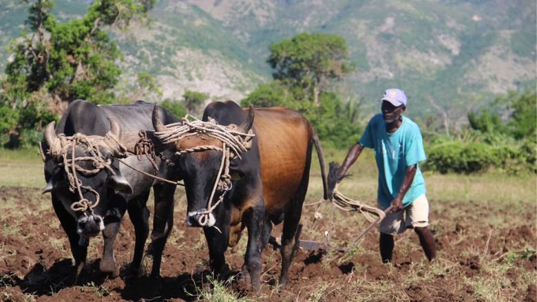 A man walks two cows on a farm in Haiti