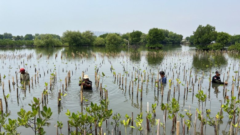 Indonesia mangroves