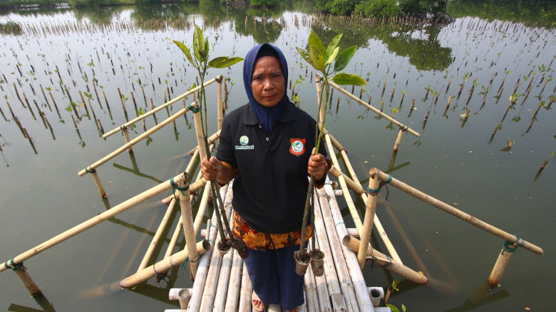 Indonesia mangroves