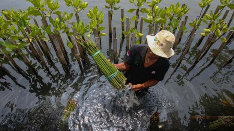 Residents prepare mangrove seedlings to be planted at the Taman Mangrove Center (TMC) in Indonesia. 