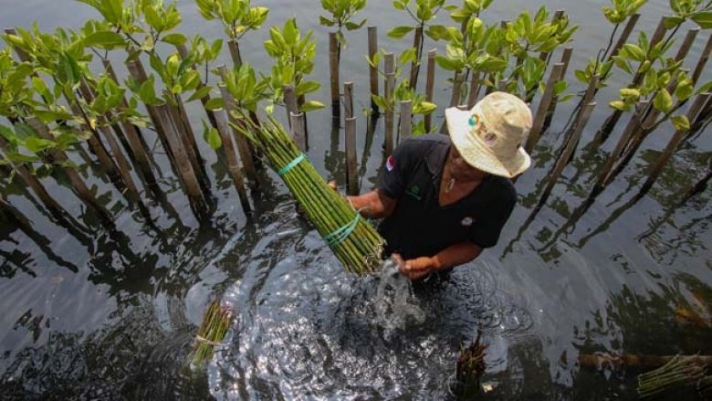 Residents prepare mangrove seedlings to be planted at the Taman Mangrove Center (TMC) in Indonesia. 
