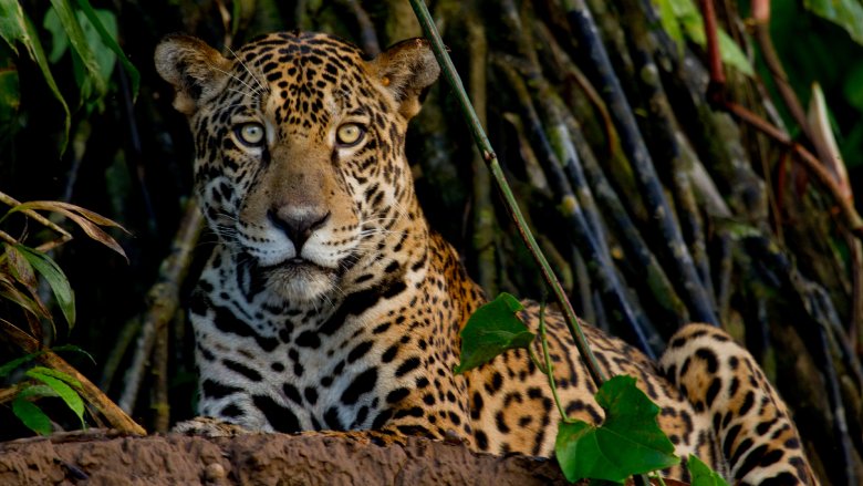 Jaguar in the Ecuadorian Amazon