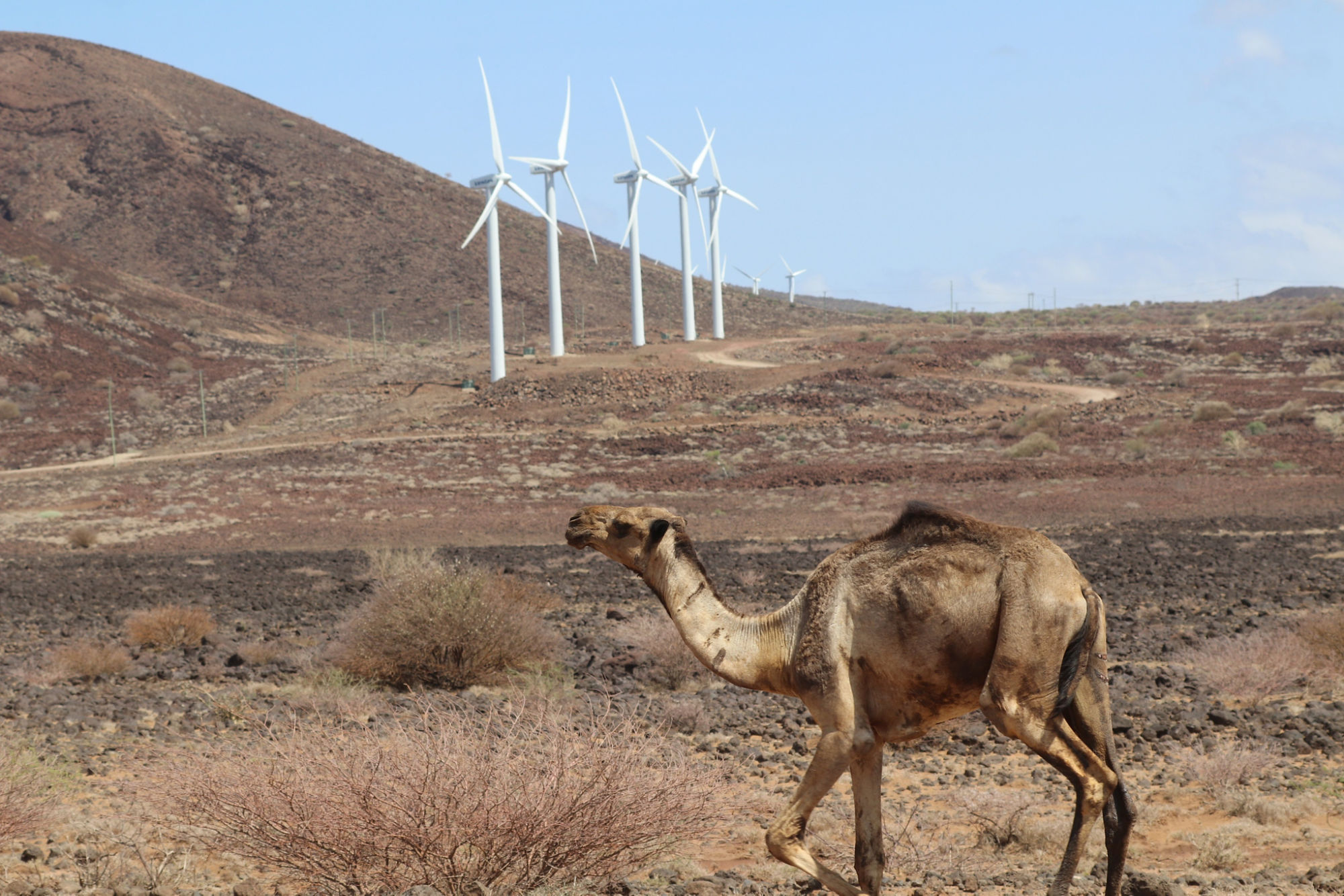 Camel passing  by Turkana wind farm in Kenya.