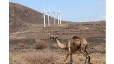 Camel passing  by Turkana wind farm in Kenya.
