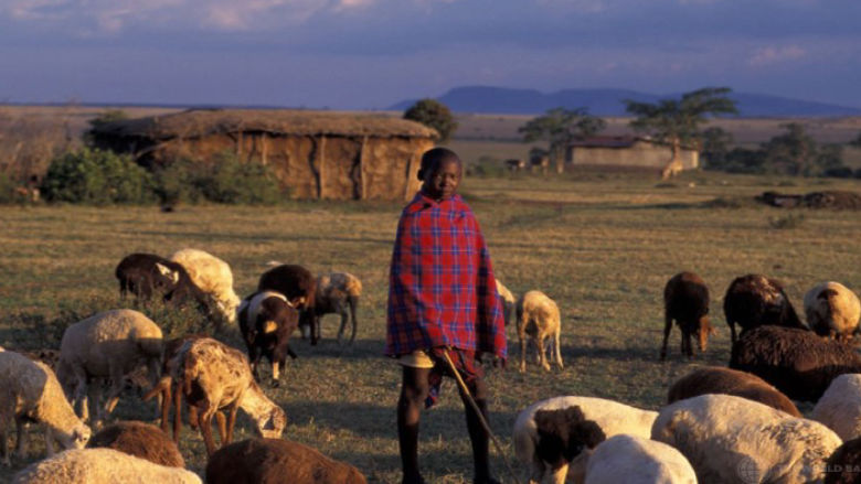 An image of a young shepherd in Kenya