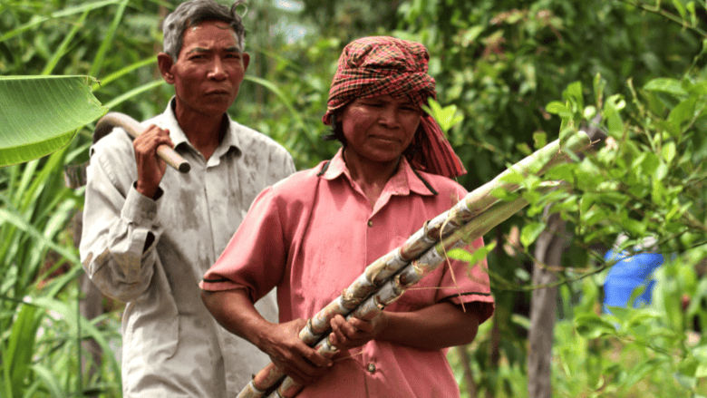 A farmer and his wife gather sugarcane. Kampong Thom, Cambodia.