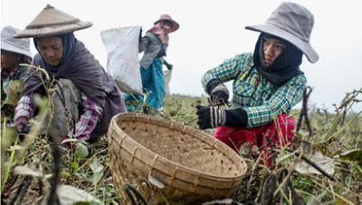 Livelihoods and Social Change in Rural Myanmar: Qualitative 