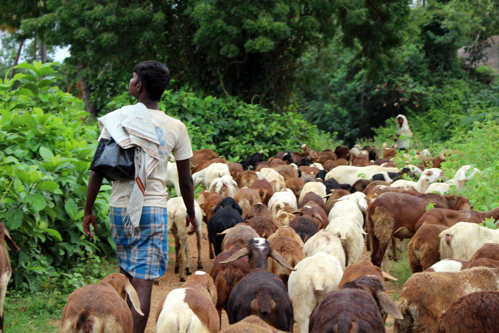 Man-with-Goats-in-Hampi-Karnataka.jpg