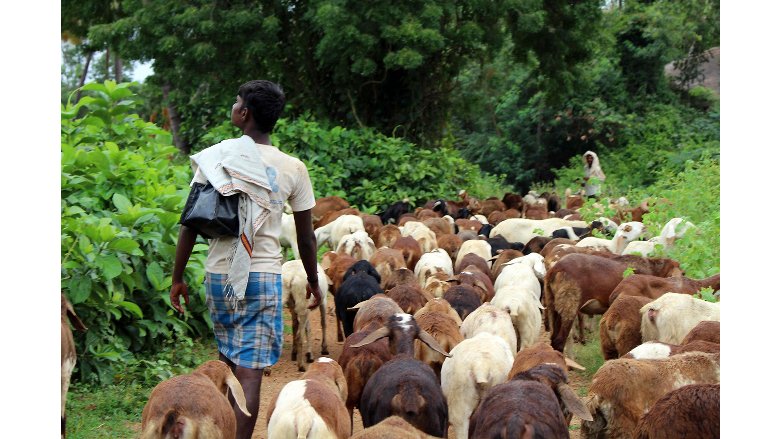 Man-with-Goats-in-Hampi-Karnataka.jpg
