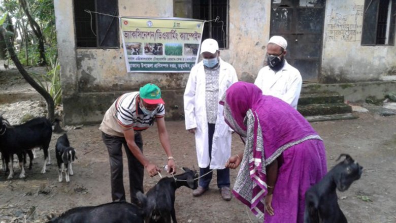 Bangladesh Livestock Sector Boosted in COVID-19 Crisis