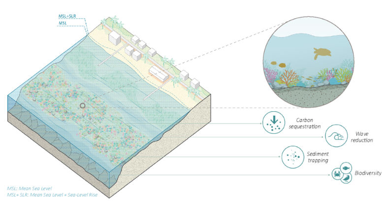 Processes of coral reefs