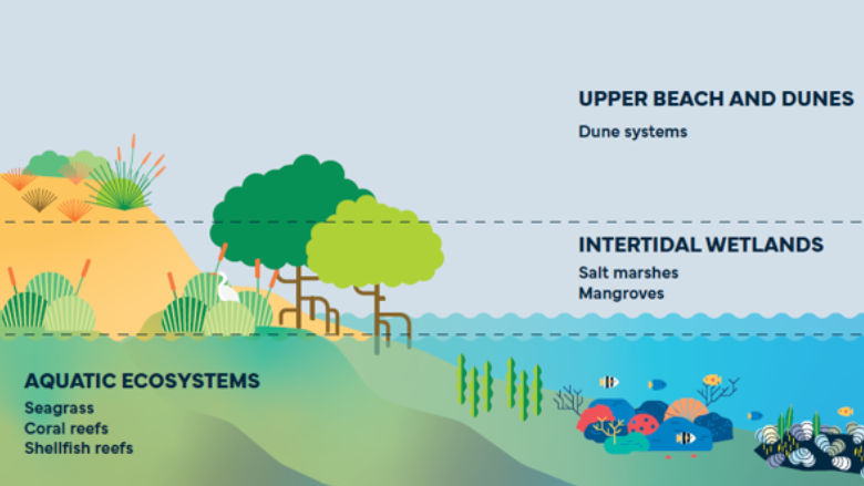 Nature-based solutions for beach tourism