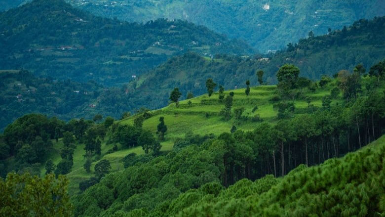 Forest of Nepal