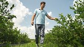 Man walking through a blueberry farm, touching the plants