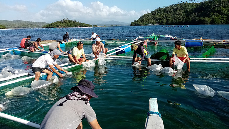 15) Seaweed and Grouper Culture Sustain Communities in MPAs Assisted by Philippine Rural Development Project