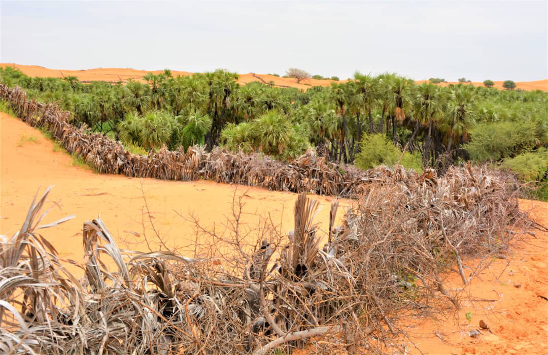 A dune stabilization site around Niger%27s Réréwa Krilama Oasis Basin