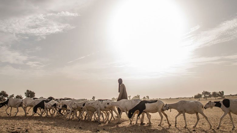 Pastoral livestock farming, a thousand-year-old eco-friendly tradition, supports more than 20 million people in the Sahel and provides numerous essential services for society. A herder in Niassanté Pampinabé 3, Sénégal. © Vincent Tremeau/World Bank