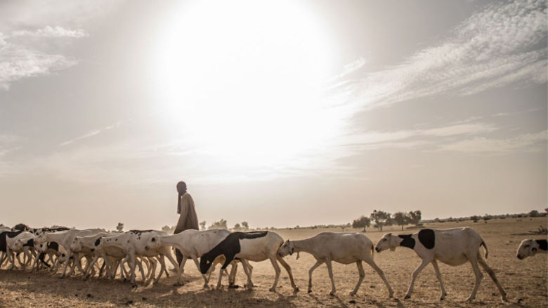 Pastoral livestock farming, a thousand-year-old eco-friendly tradition, supports more than 20 million people in the Sahel and provides numerous essential services for society. A herder in Niassant Pampinab 3, Sngal. ? Vincent Tremeau/World ƵAPP