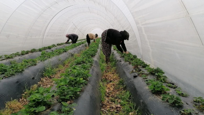 Farmers work in a greenhouse facility in Izmir, Türkiye. Photo: Agricultural Credit Cooperative, İzmir