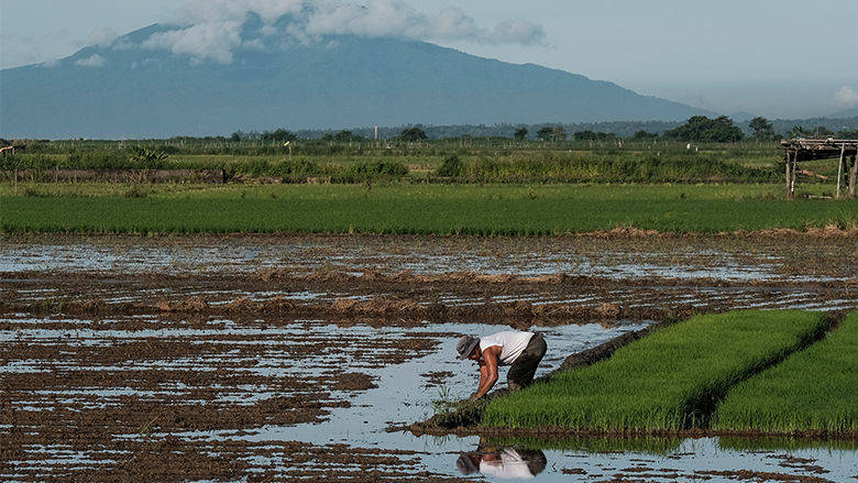 A farmer checks on rice crops to be transplanted into a field in Siniloan, Laguna.  Photo by Veejay Villafranca/World Bank