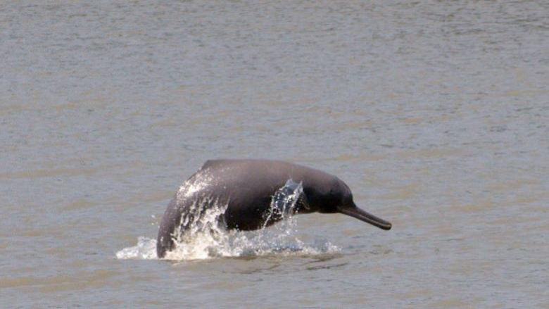 Ganges River Dolphin entering the water