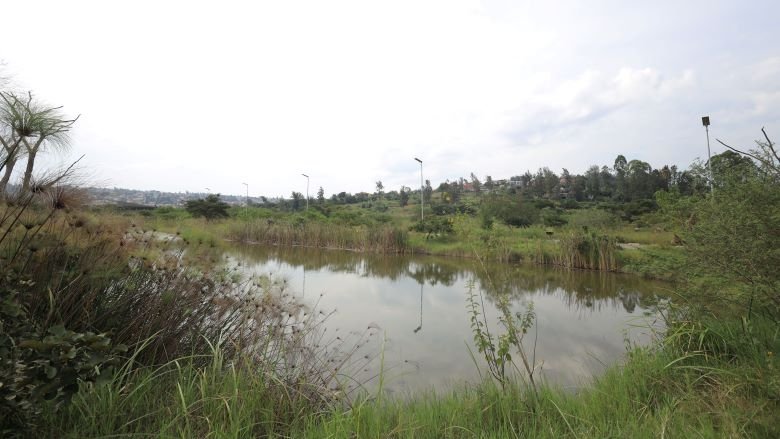 Wetland in Rwanda