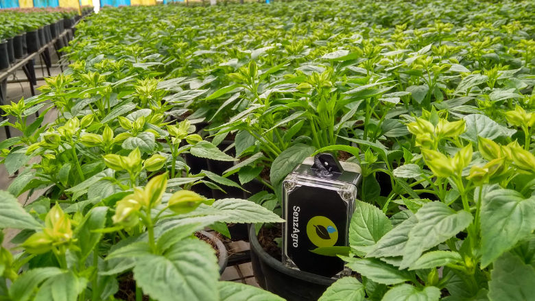 SenzAgro sensor among a greenhouse full of potted plants
