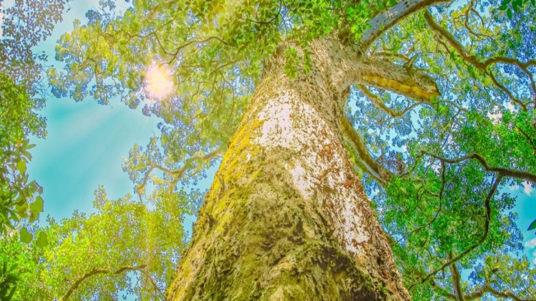 Large tree and see-through sky. Credit: Benny Marty/Shutterstock.com