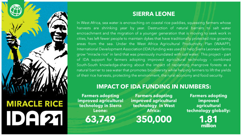 In Sierra Leone, Farmers Boost Resilience with Salt Tolerant Rice