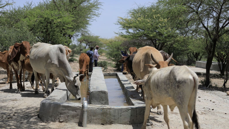 somalia-livestock-watering