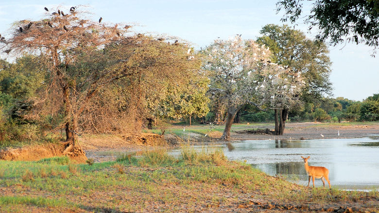 South-Luangwa-National-Park-Zambia