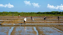 Sri Lanka rice fields