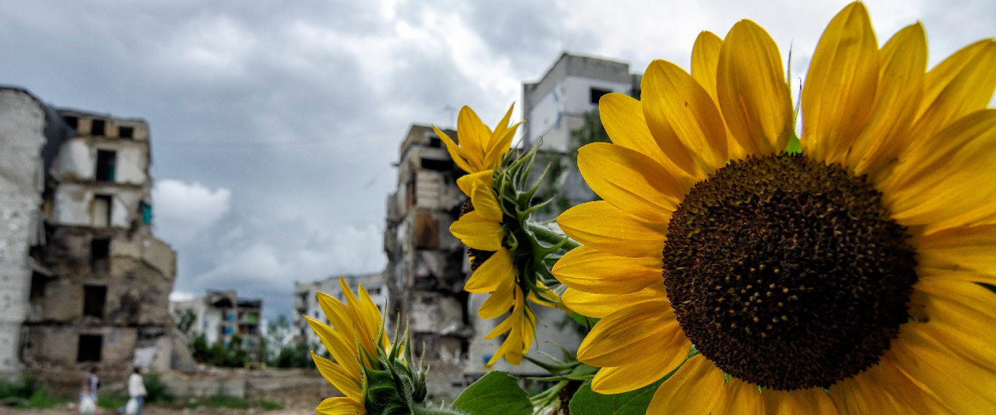 Sunflowers in front of destroyed buildings in Ukraine