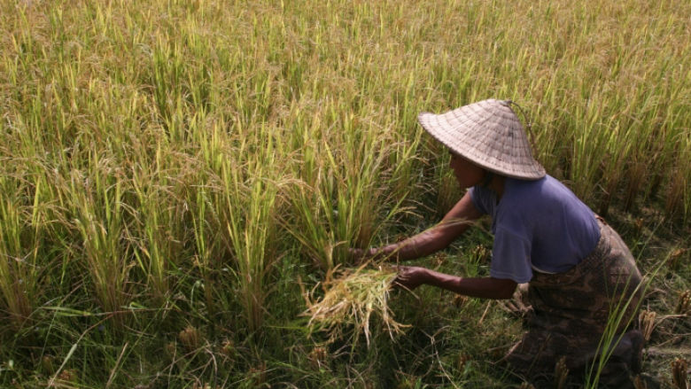 Timor-Leste Agriculture