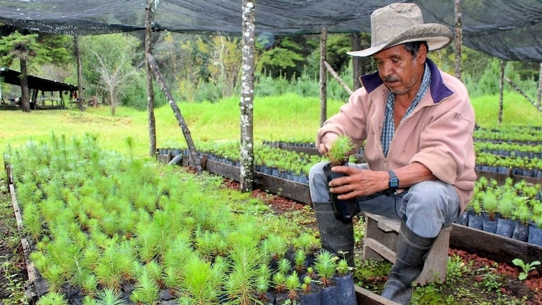 Agricultor con sus plantas 