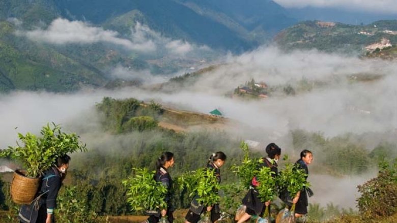 Vietnam planting forest in the northern mountains